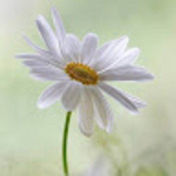 daisyladyklg